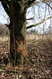 Biberspuren am Farrnbach (1).JPG