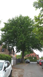 Naturdenkmal Weiherhofer Straße I.jpg