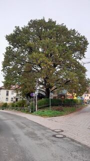Eiche im Rennweg 90 (3).jpg