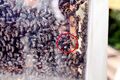 Blick in einen Bienenstock mit königlichem Besuch - im roten Kreis die Bienenkönigin, Sept. 2023 <span class="smw-highlighter" data-type="8" data-state="inline" data-title="Hinweis" title="Urheber: Kamran SalimiErstellungsdatum: 10. September 2023Lizenz: cc-by-sa-3.0"><span class="smwtticon note"></span><span class="smwttcontent">Urheber: <!--LINK'" 0:71--><br>Erstellungsdatum: <!--LINK'" 0:72--> <!--LINK'" 0:73--><br>Lizenz: cc-by-sa-3.0</span></span>