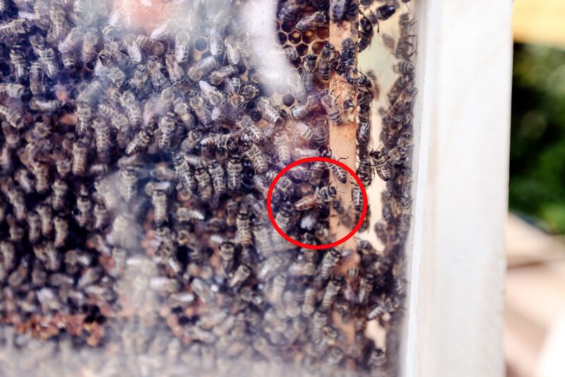 Datei:Stadtwaldfest Sept 2023 12.jpg