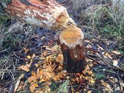 Biberspuren Dez 2017 2.jpg