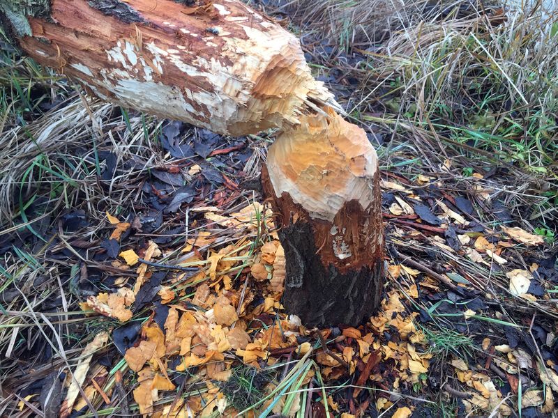 Datei:Biberspuren Dez 2017 2.jpg