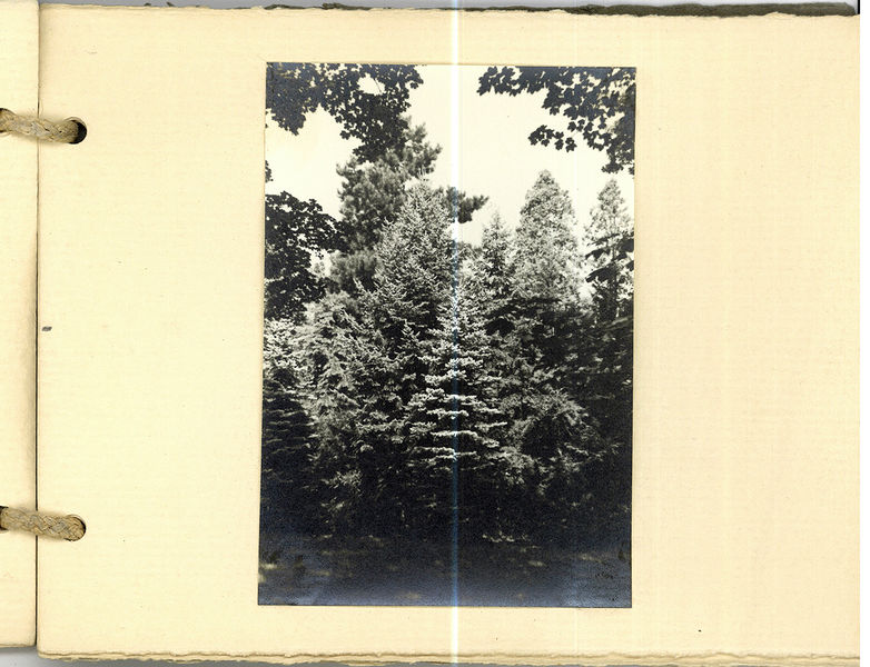 Datei:Grüner Park Blatt 10.jpg