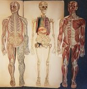 Der Mensch (Buch) Innenseiten.jpg