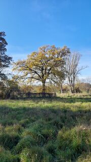 Eiche an der Schwefelquelle (2).jpg