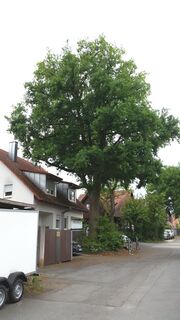 Naturdenkmal Weiherhofer Straße II.jpg