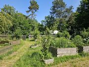 Gemeinschaftsgarten Friedensanlage, Juni 2025 (3).jpg