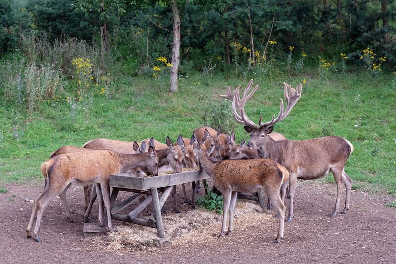 Datei:Rotwild Aug 2021 8.jpg