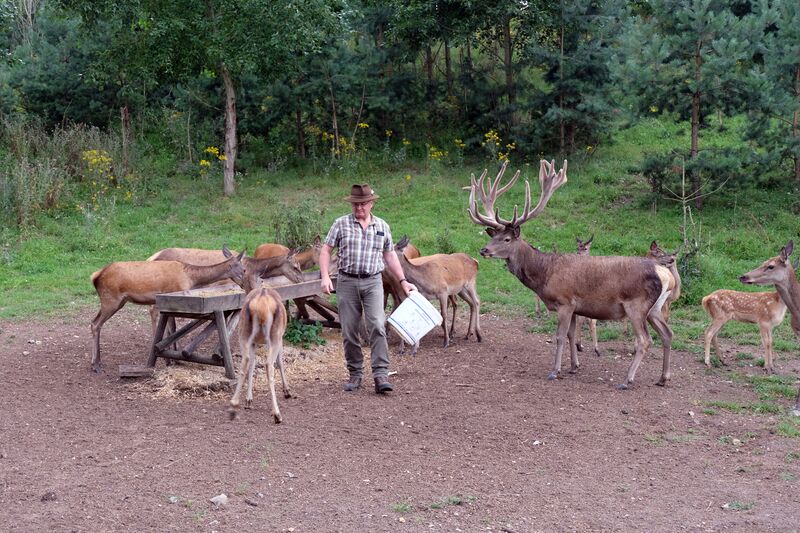 Datei:Rotwild Aug 2021 3.jpg