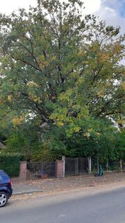 Naturdenkmal Unterfarrnbacher Straße 75 (2).jpg