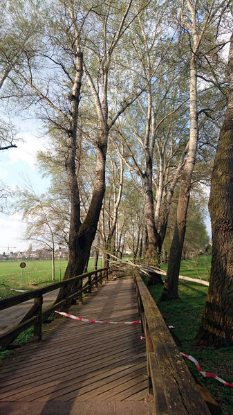 Datei:Pappelsteig Astbruch 2017.jpg