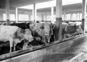 Rinder im Schlachthof A2224.jpg