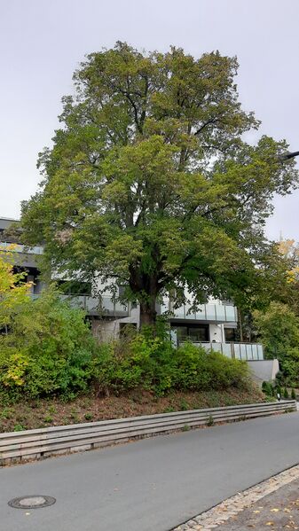 Datei:Winterlinde an der Cadolzburger Straße (3).jpg