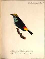 Hahn (Paradies-Merle).jpg