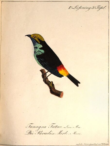 Datei:Hahn (Paradies-Merle).jpg