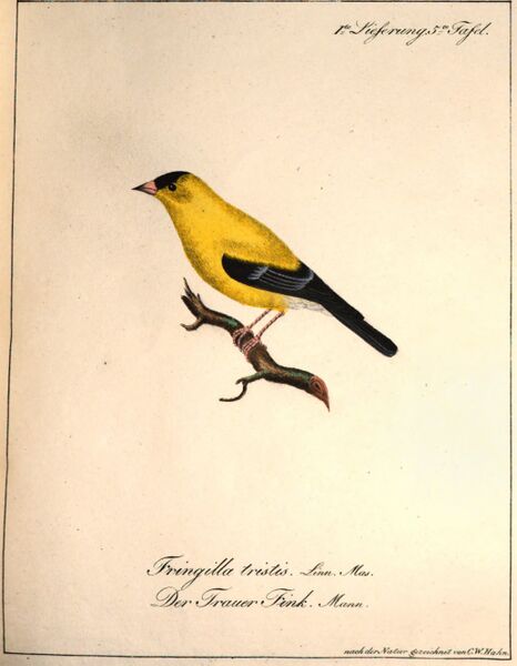 Datei:Hahn (Trauerfink).jpg