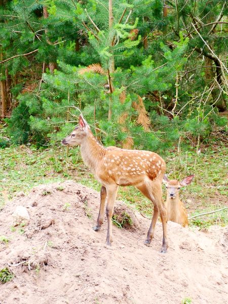 Datei:20190609 173933.jpg