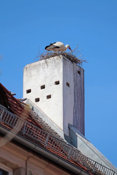 Datei:Storch auf Nürnberger 2.jpg