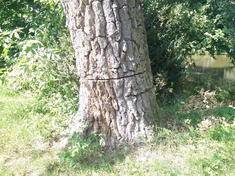 Datei:GedenktafelBenario170904 BaumSaege.jpg