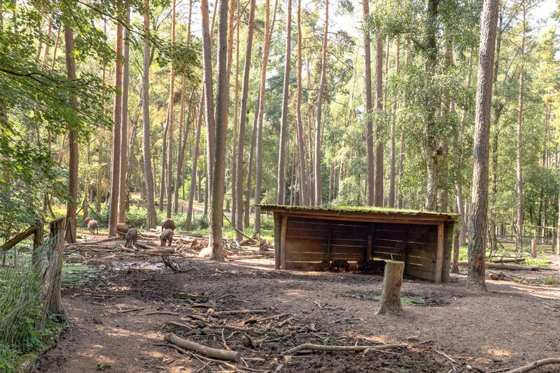 Datei:Wildschweingehege Sept 2023 1.jpg