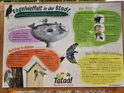 Infotafel Vögel im Altstadtgärtla Juni 2025.jpg
