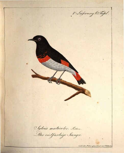 Datei:Hahn (Sänger).jpg