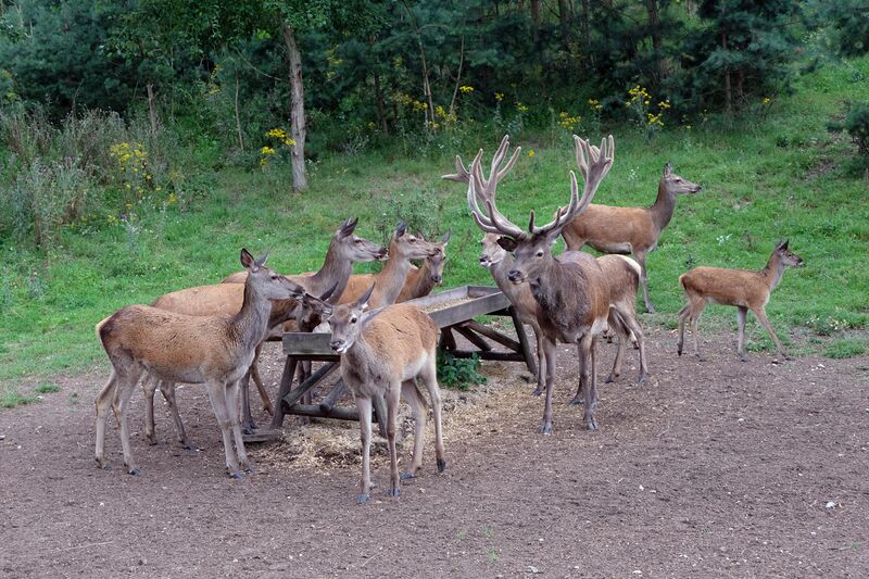 Datei:Rotwild Aug 2021 6.jpg