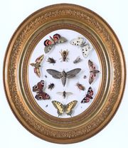 KPM-Bildplatte mit Schmetterlingen, Chr. Schildknecht 1857.jpg