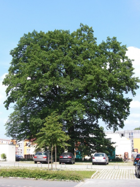 Datei:Eiche am Gebäude 72.jpg