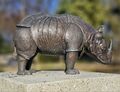 20260304 Schulgarten Rhinocerus.jpg