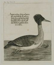 Ente 1645.JPG