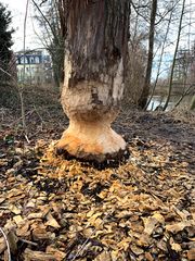 Biberspuren Uferpromenade Feb 2019 1.jpg