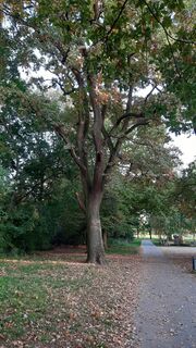 Naturdenkmal Zwei Stiel-Eichen am Pegnitz-Uferweg (1).jpg