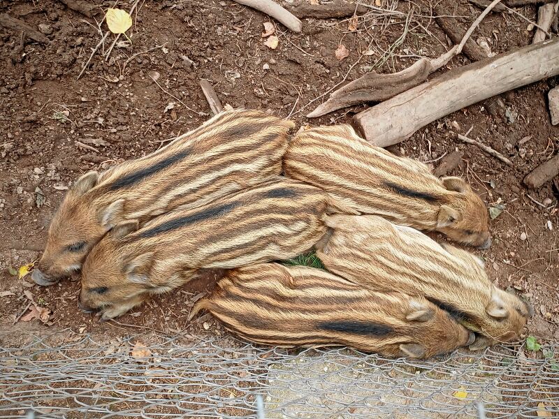 Datei:2023-08-16 Frischlinge.jpg