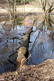 Biberspuren am Farrnbach (6).JPG