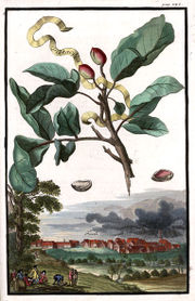 Stadtansicht Pistazie 1708.jpg