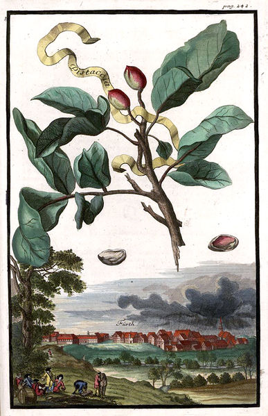 Datei:Stadtansicht Pistazie 1708.jpg