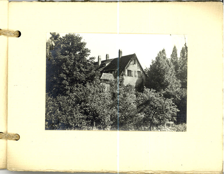 Datei:Grüner Park Blatt 8.jpg