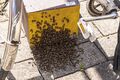 Bienenvolk auf Wanderschaft - eingefangen durch die Feuerwehr Fürth, Mai 2022