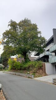 Winterlinde an der Cadolzburger Straße (2).jpg