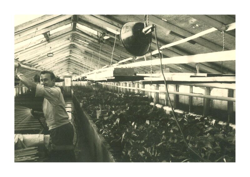 Datei:Gärtnerei Gumbmann innen alt.jpg