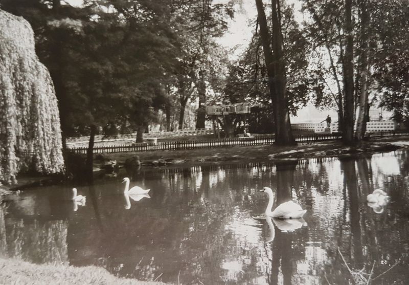 Datei:Schwanenweiher 1965.jpg