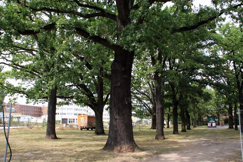 Datei:Eichenhain 2013 1.jpg