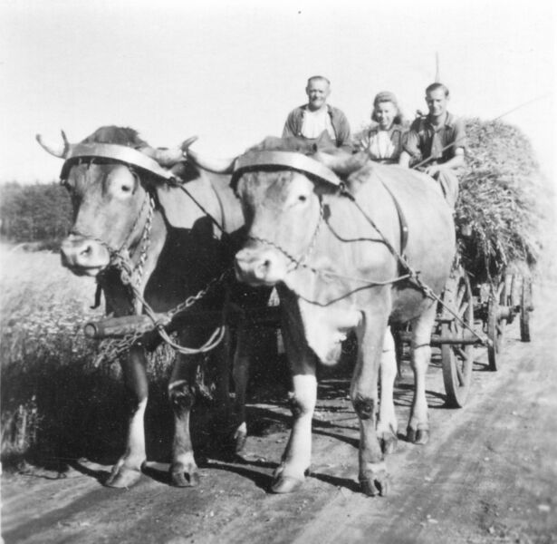 Datei:NL-FW 09 KP 539 Muggenhöfer 1950.jpg