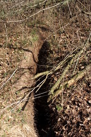 Biberspuren am Farrnbach (3).JPG