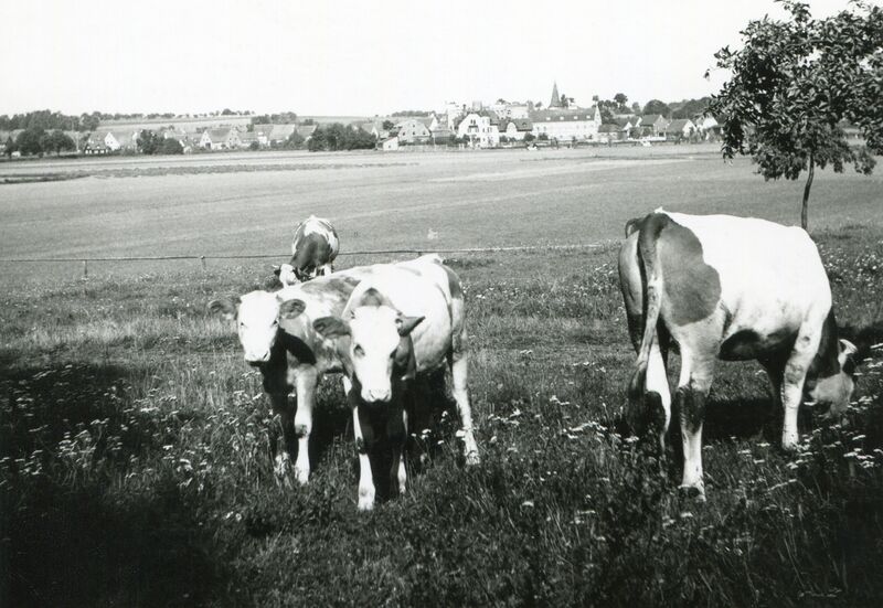 Datei:NL-FW 09 KP 390 Georg Mehl Kuhherde Mannhof 1936.jpg