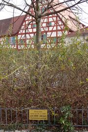 Linde zur 1000 Jahr Feier 2007.jpg