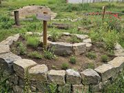 Kräuterspirale im Altstadtgärtla Juni 2025.jpg