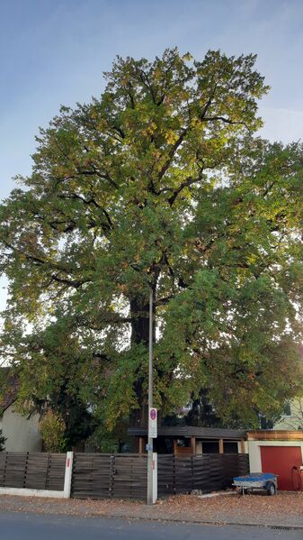 Datei:Eiche am Ronhof (2).jpg